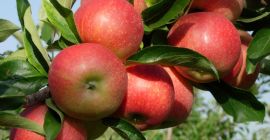 Vendo manzanas de la nevera en grandes cantidades para