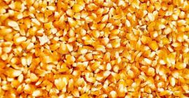 Disponemos de cereales Grado 1 para alimentación animal y