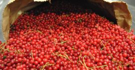 Ofrezco una mayor cantidad de fruta congelada de Eslovaquia,