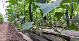 Pepinos serpiente frescos cultivados Pepinos serpiente frescos cultivados en casa.