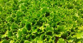 Venderé ensaladas rúcula espinaca tatzoy remolacha siempre fresca posible