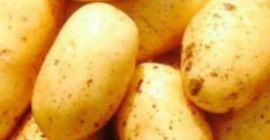 Inicio de ventas de papa nueva cosecha GANITA EXPORT