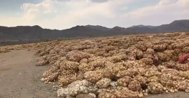 Estimados colegas, Hola, tenemos a la venta cebollas iraníes