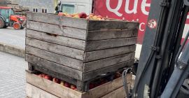 ¡Deliciosas manzanas Golden e Idared directamente de la huerta