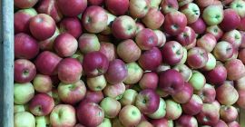 Venderé una manzana de las variedades idared y gloster.