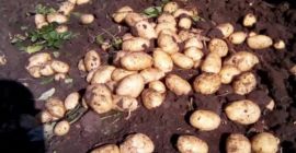 Patatas nuevas, producción 2021. Peretu, Teleorman
