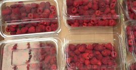 La plantación de frambuesa POLKA, es la variedad con