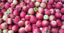 A la venta idared y gloster al peso en