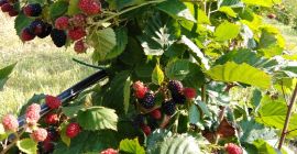 Vendo moras 100% BIO caseras jugosas y deliciosas