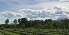 Soy cultivador de frambuesas desde hace 6 años, pero