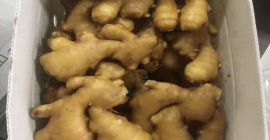 Producto Jengibre joven y viejo fresco (cosechas nuevas de