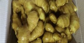 Producto Jengibre joven y viejo fresco (cosechas nuevas de