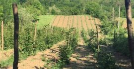 Moras orgánicas muy sabrosas