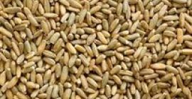 Venderé centeno por 12 toneladas. El precio es negociable.