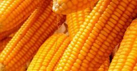 Zea mays es un miembro de la familia de