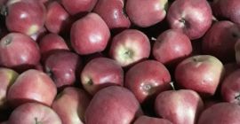 Venderé un Gloster después de un ligero granizo de