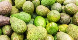 Avodako Hass CÓDIGO HS: 8044000 Tamaño: 12,14,16,18,20 Empaquetado: 4