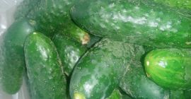 Pulir pepinos de corral, encurtir pepinos de 5 a