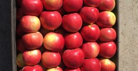 Vendemos Idared cal.65 +. cite18-20tone / lot