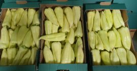 Pimiento verde 50 + / 12 + Nemezis, 40