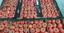 Tomates Macedonia, embalaje opcional. Strumitsa.