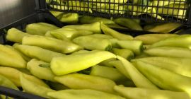 Pimiento verde 40 + / 12 +, 50 +