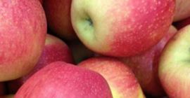 Vendemos manzanas Idared de la nevera. República de Moldavia,