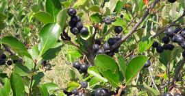 Frutas chokeberry certificadas ecológicamente, producción 2021. Cosecha a principios