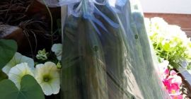 Pepinos serpiente frescos de producción a la venta en