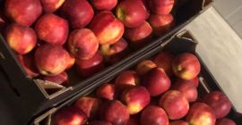 Venderé un príncipe muy simpático, moreno, limpio, buena firmeza