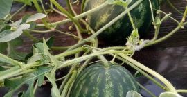 En la segunda quincena de junio, los melones de