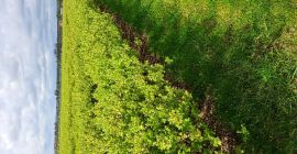 Plántulas de baya de Kamchatka. Variedades polacas y canadienses.