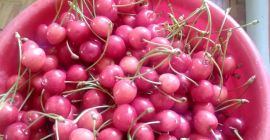 Los invito a comprar cerezas, la variedad de mayo.