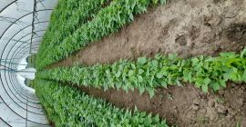 Tengo verdulero en venta