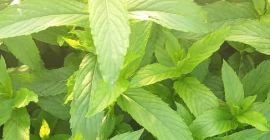 Olor persistente incluso una semana después de la cosecha.