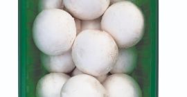 Champiñones ecológicos blancos / marrones Todos los tamaños, todos