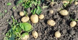 Vendo patatas nuevas. Disponibilidad de 24 t / día,