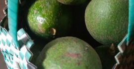 Nuestro aguacate es de calidad superior puede ser procesado.