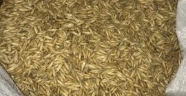 Compro avena cualquier cantidad cm, calidad A de todos