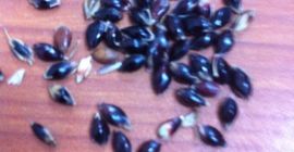 Compro pasto de Sudán en cualquier cantidad, buena calidad