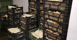 Venderé espárragos blancos a granel. La sede de la