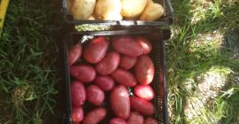 Venta de patatas nuevas (RIVIERA, CARRERA, ROȘII) Disponibilidad 24t