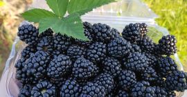 Hola, productor agrícola del municipio de Greaca, condado de