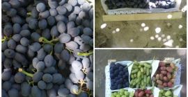 Frutas jugosas; Verduras carnosas; Legumbres y productos secos ricos