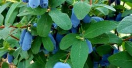 Venderé un arándano Kamaczacka, la cosecha de la cosechadora