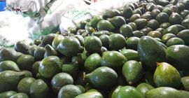 Hola, Tengo Aguacate Hass a la venta a granel.