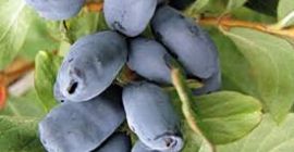 Baya de Kamchatka Fecha estimada de cosecha: 20/06/2021. Entrega