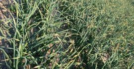 Hola. Ofrezco ajo Harnaś en una superficie de 0,5