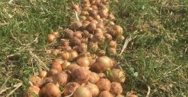 ¡Cebolla de este año de Uzbekistán! Nuestra empresa importa
