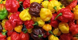 Los chiles habaneros son muy picantes, clasificados entre 100.000